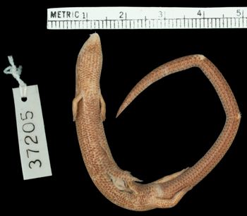 Media type: image;   Herpetology R-37205
